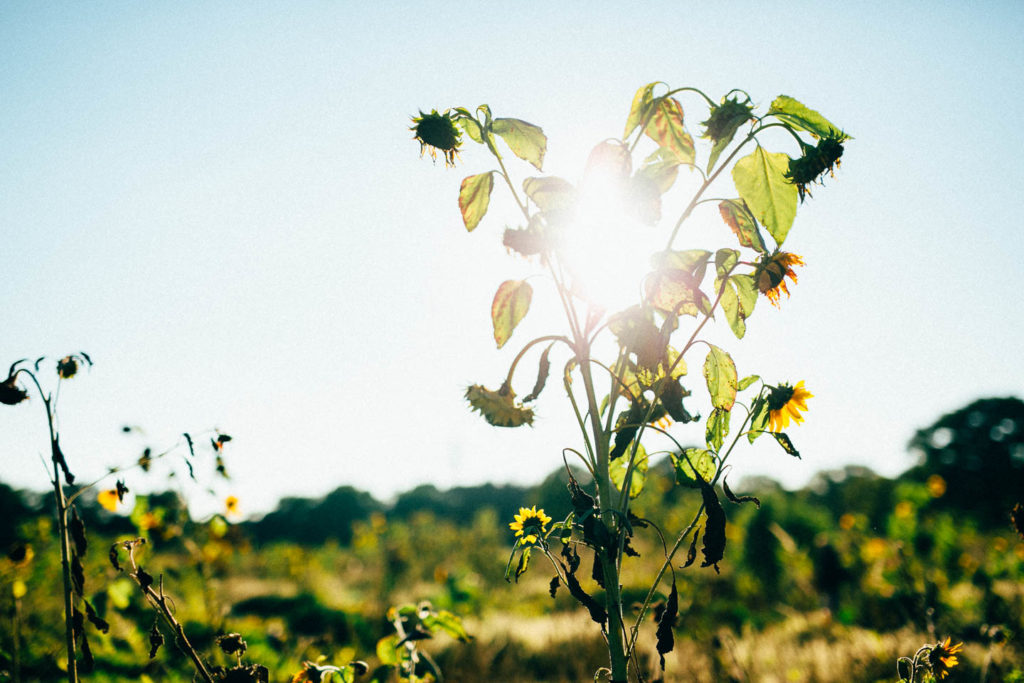sonnenblumen-moodbild