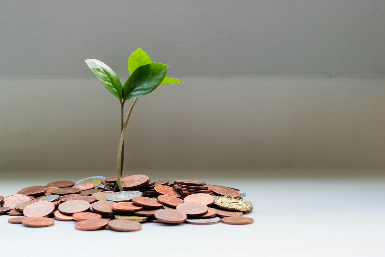 Grüne Pflanze wächst aus einem Glasgefäß mit Münzen – Symbol für nachhaltiges Investieren und finanzielles Wachstum