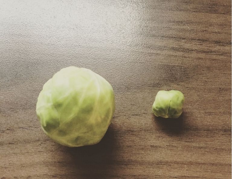 Saisonkalender-Januar-Rosenkohl