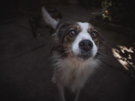 hundekotbeutel-umweltverschmutzung