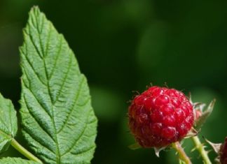 saisonkalender-august-waldhimbeere
