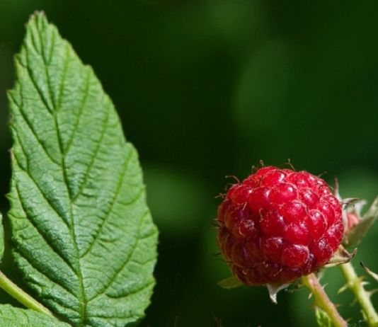 saisonkalender-august-waldhimbeere