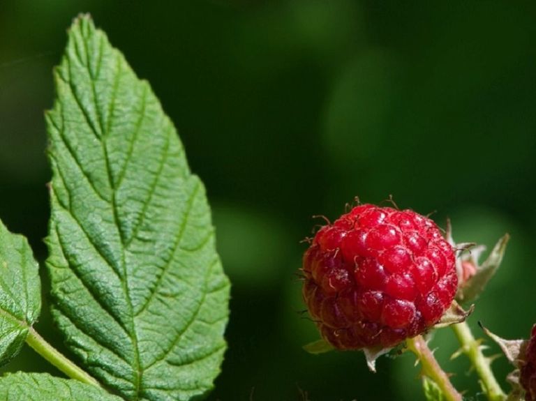 saisonkalender-august-waldhimbeere
