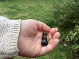 saisonkalender-juli-johannisbeeren