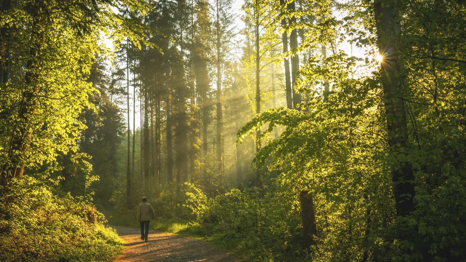 Älterer Mann geht langsam auf einem Waldweg zwischen Herbstbäumen