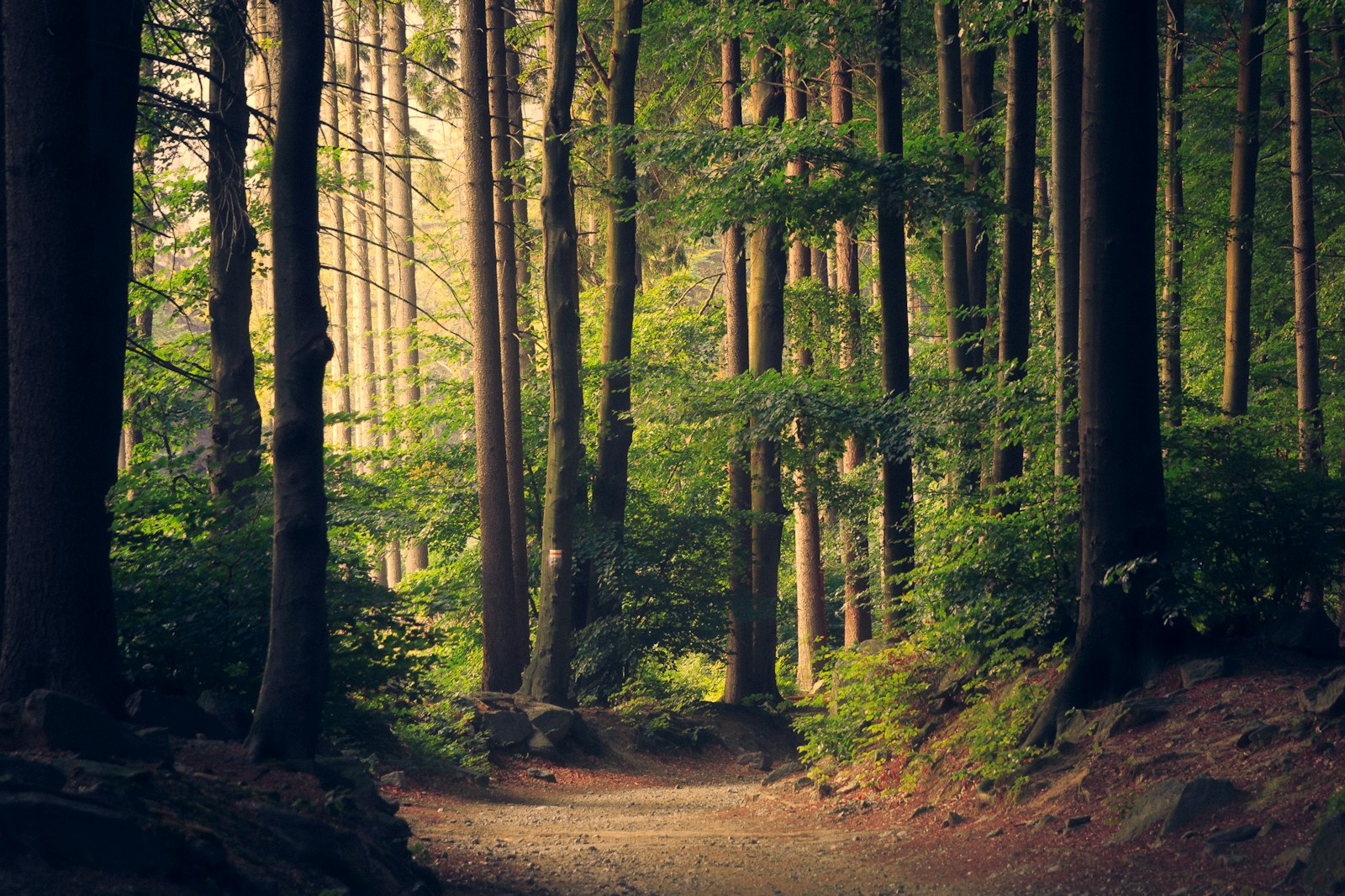 Sonnendurchfluteter Waldweg mit hohen Laubbäumen – Spaziergang in der Natur als bewusste Offline-Zeit