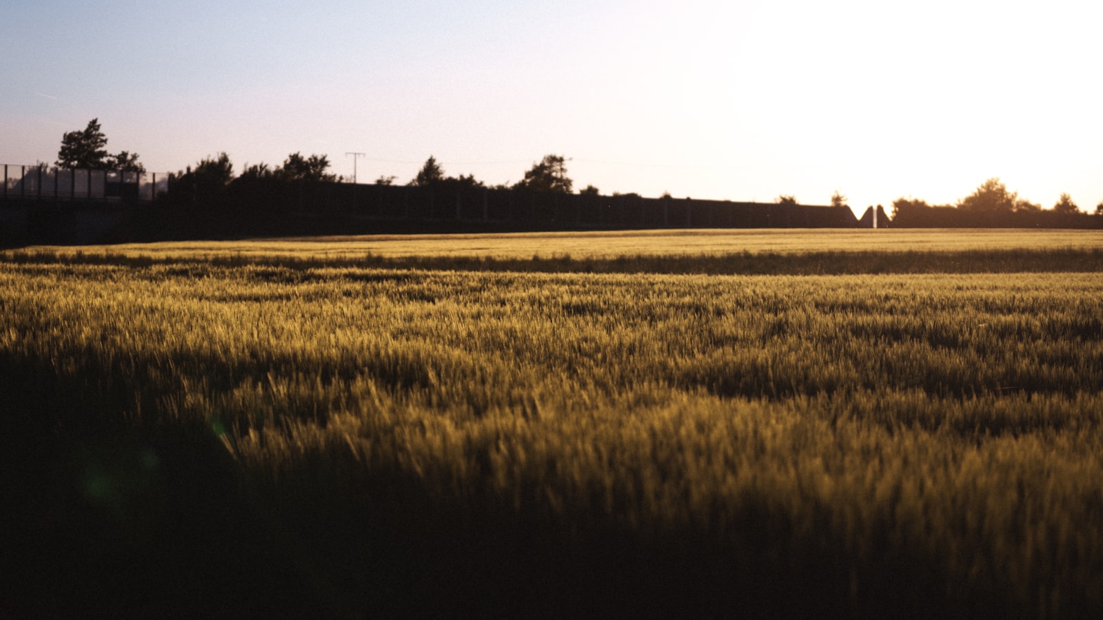 Goldenes Weizenfeld unter strahlend blauem Himmel an einem heißen Sommertag in Deutschland