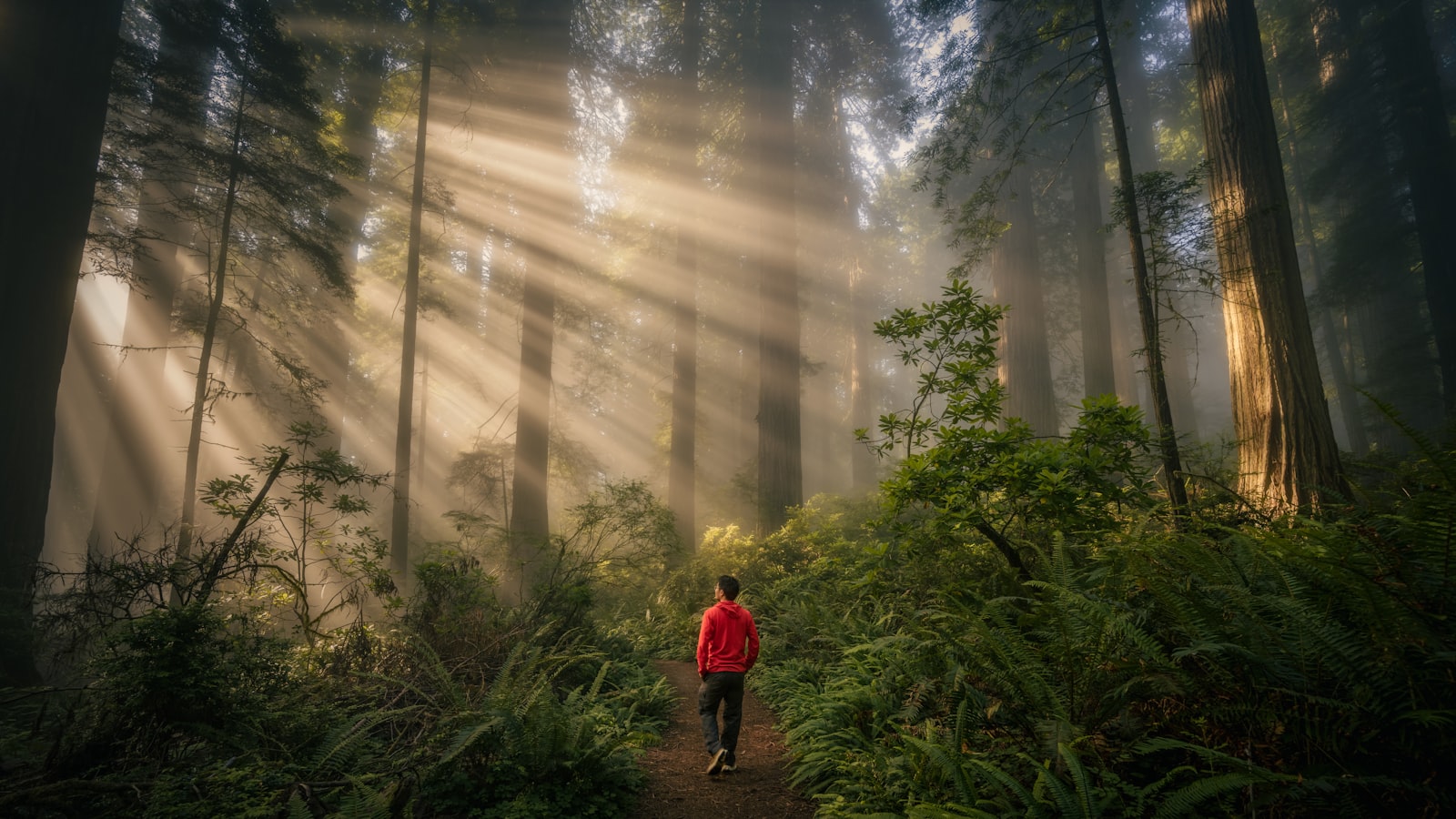 Person spaziert durch einen nebligen Redwood-Wald mit Sonnenstrahlen – Alltagsbewegung in der Natur als Longevity-Faktor