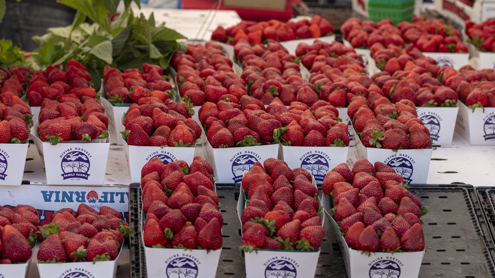 Frische Erdbeeren auf dem Sommermarkt, regionale Ernte aus Deutschland