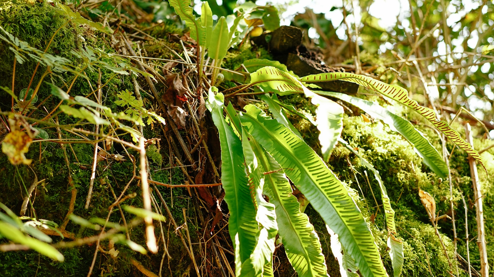 Farne und Moos auf einem Felsen auf dem Waldboden