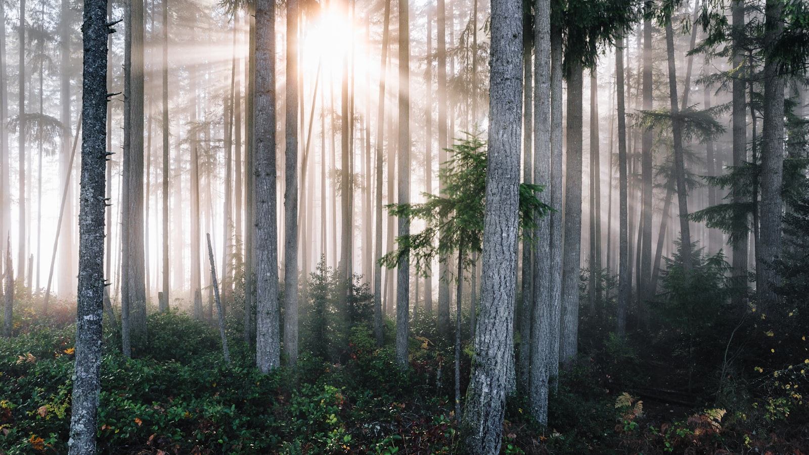 Weiches Sonnenlicht fällt durch Baumkronen auf den Waldboden