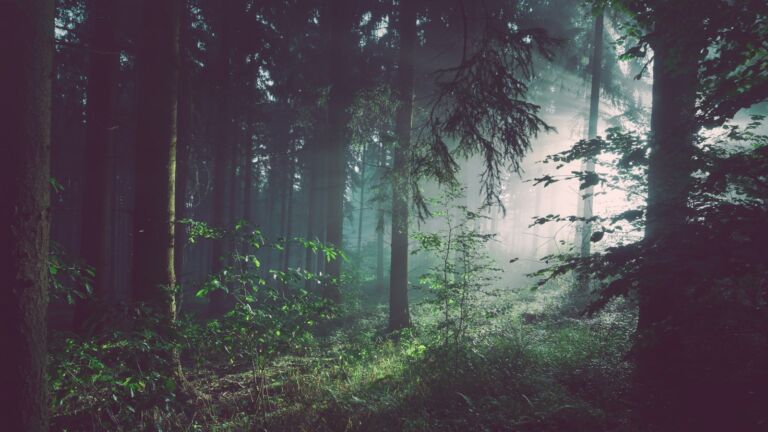 Sonnenstrahlen brechen durch dichte Kiefern in einem deutschen Wald