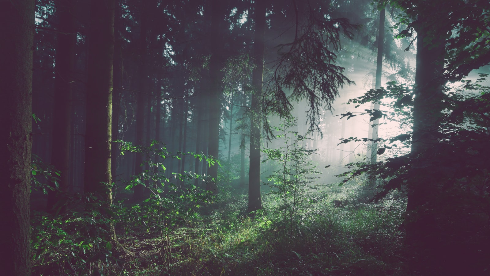 Sonnenstrahlen brechen durch dichte Kiefern in einem deutschen Wald