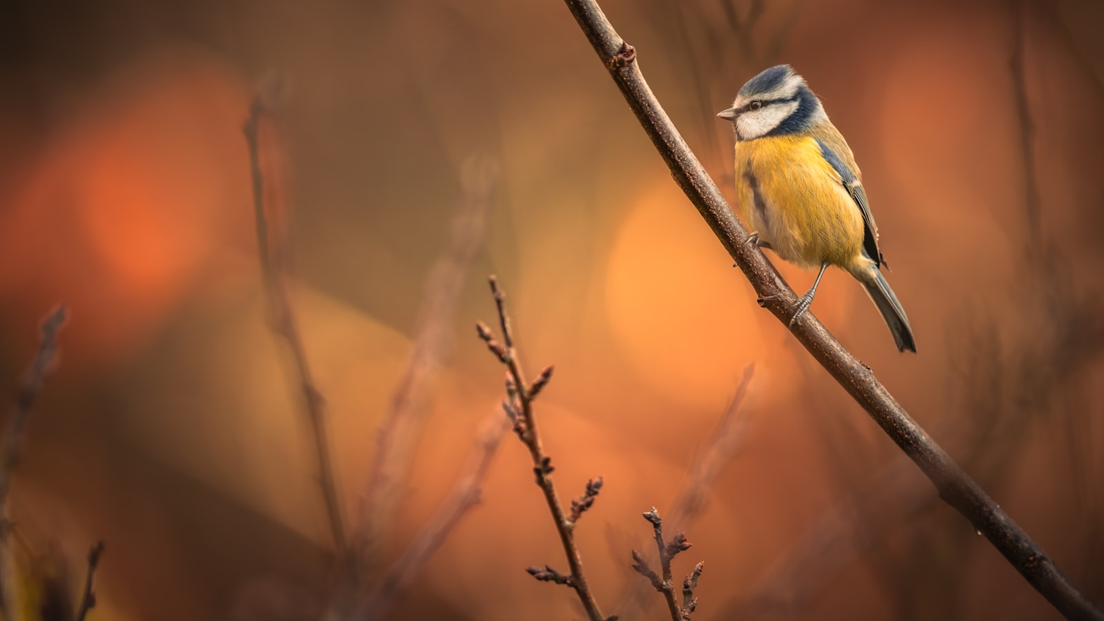 Blaumeise sitzt auf einem dünnen Ast