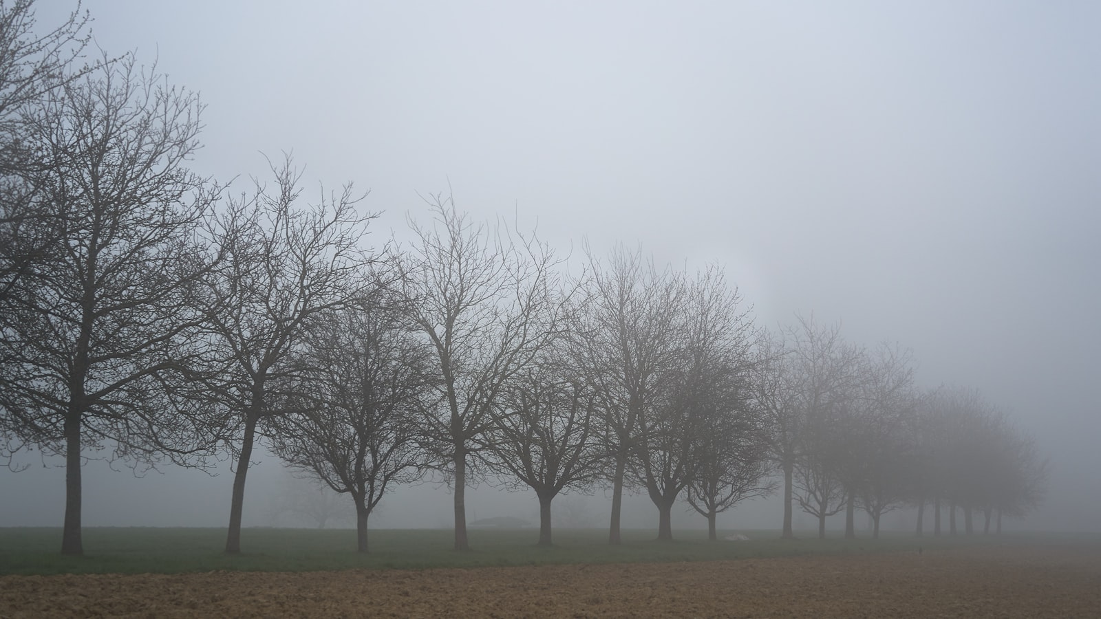 Baumreihe an einem nebligen Morgen