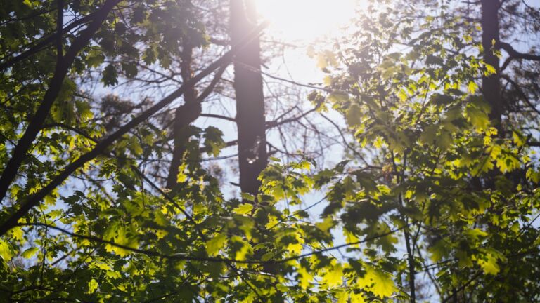 Sonnenlicht fällt durch das grüne Blätterdach eines Waldes