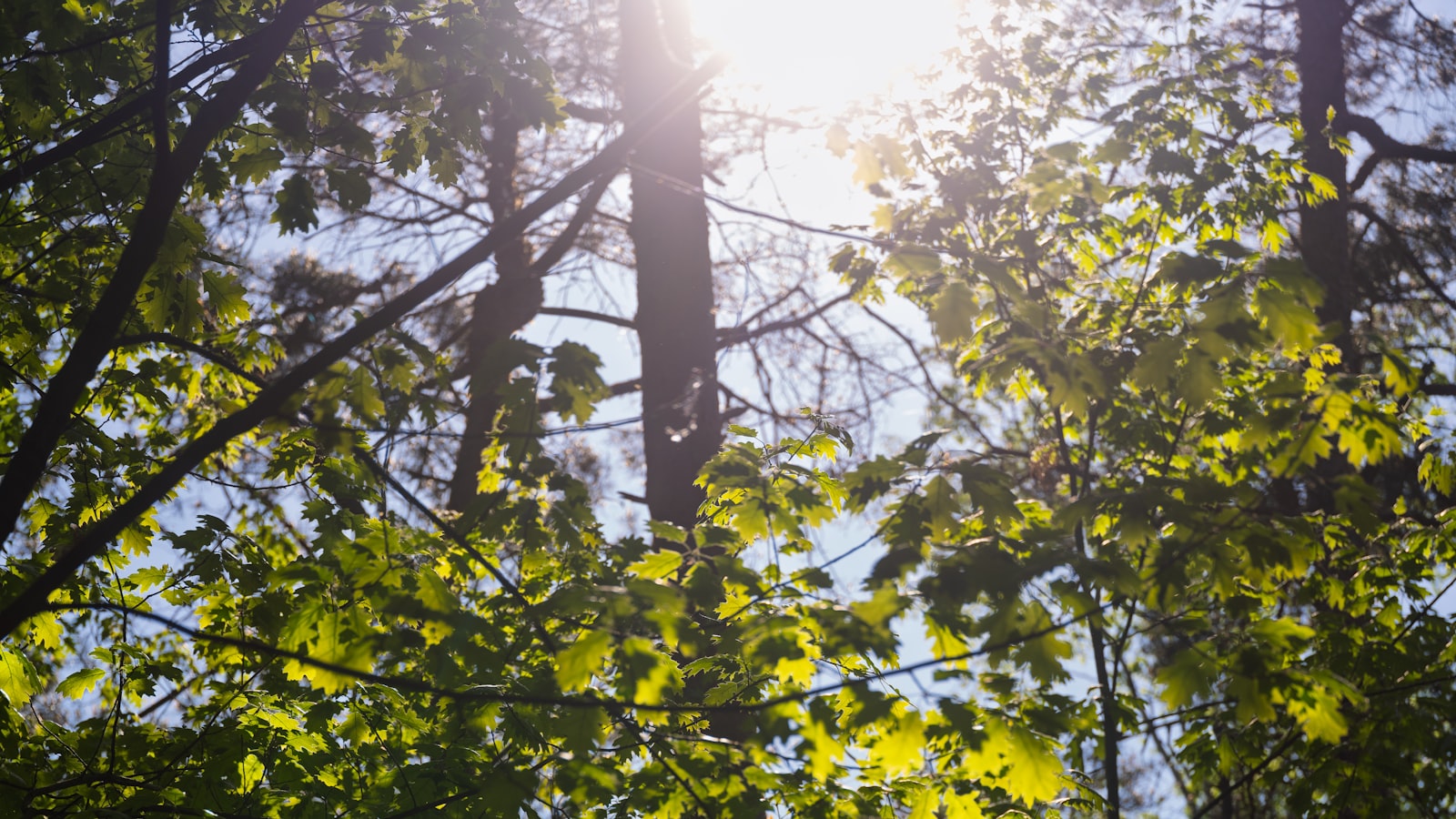 Sonnenlicht fällt durch das grüne Blätterdach eines Waldes