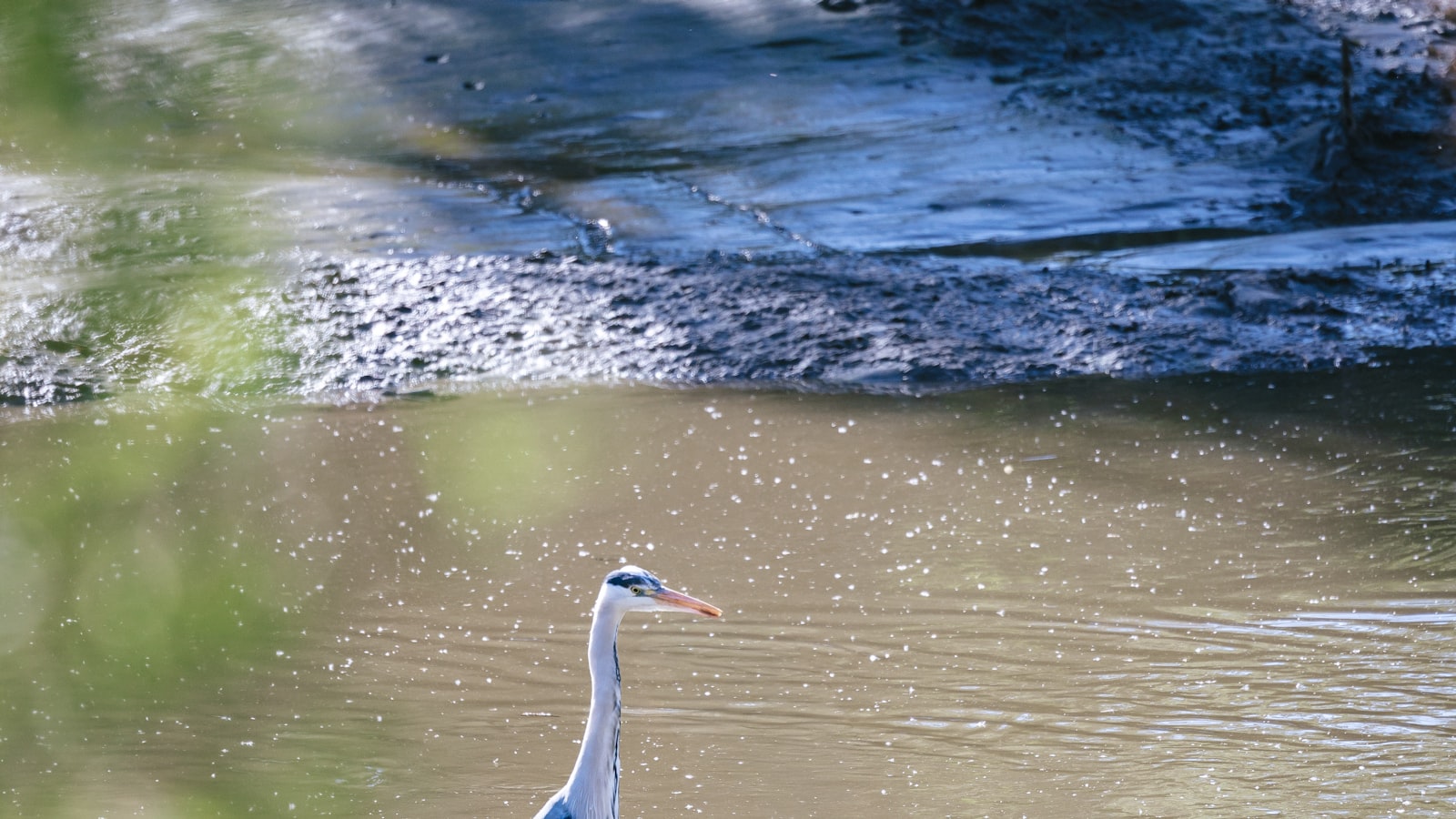 Ein Graureiher steht reglos im flachen Wasser am Ufer und wartet