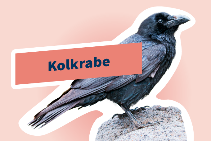 Kolkrabe (Corvus corax)