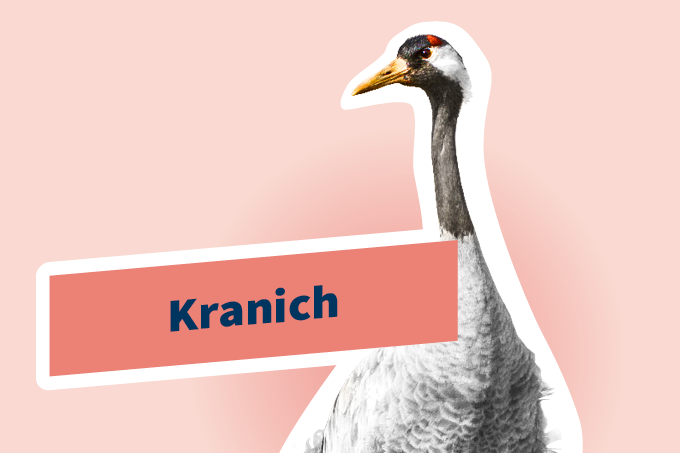 Kranich (Grus grus)