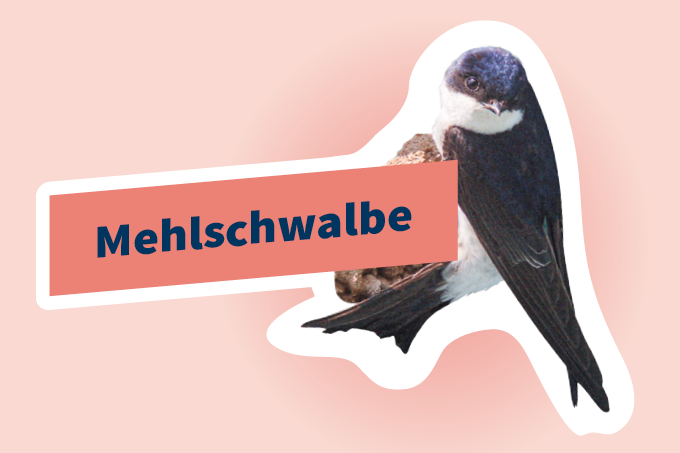 Mehlschwalbe (Delichon urbicum) im Flug