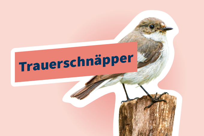 Trauerschnäpper (Ficedula hypoleuca)