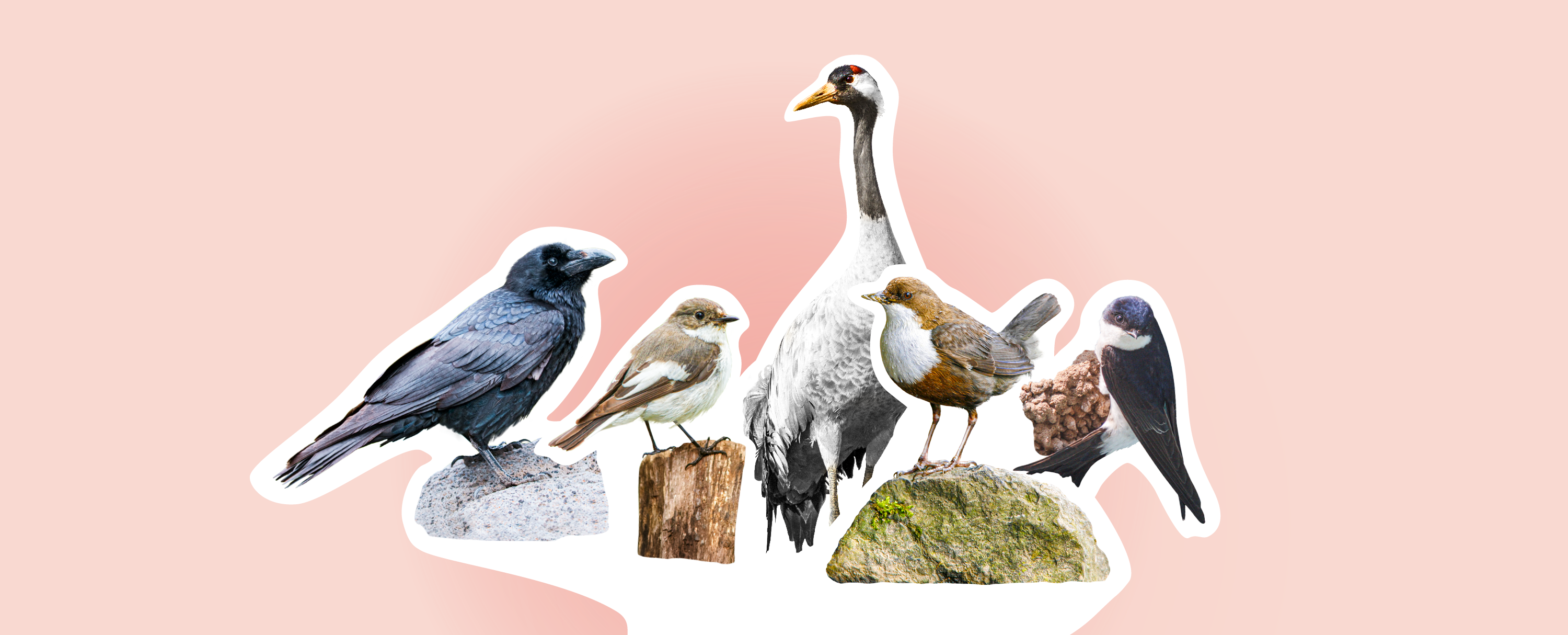 Alle fünf Kandidaten für den Vogel des Jahres 2027 nebeneinander