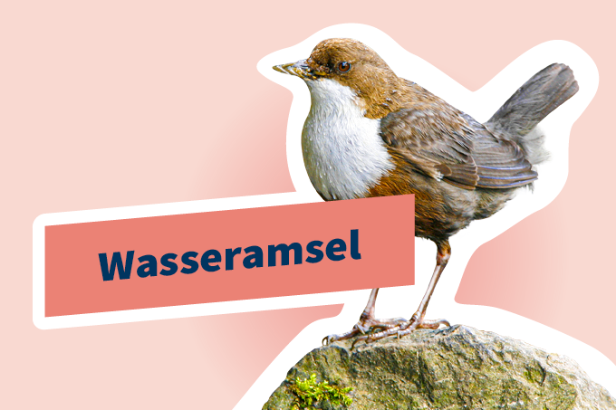 Wasseramsel (Cinclus cinclus)